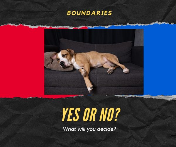 puppy training boundaries