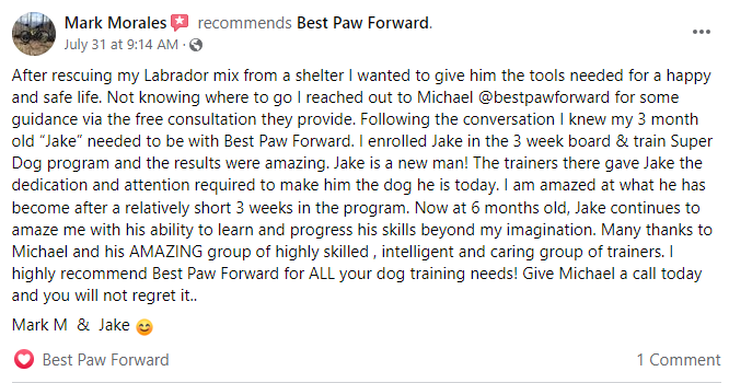 best paw forward review
