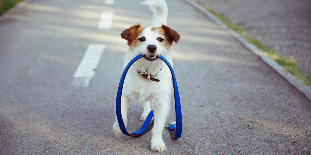 how to train your puppy