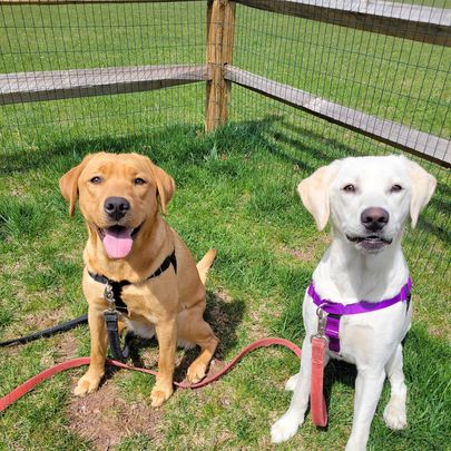 best dog board and train near me