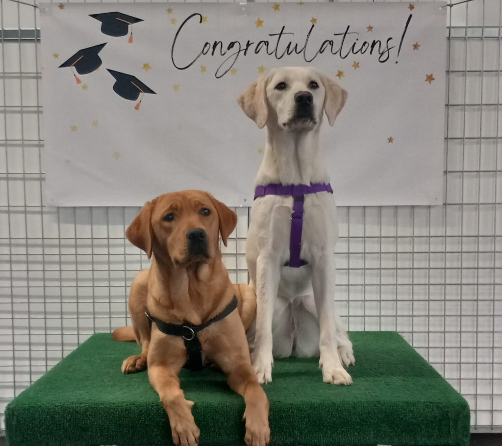 dog boarding and training near me