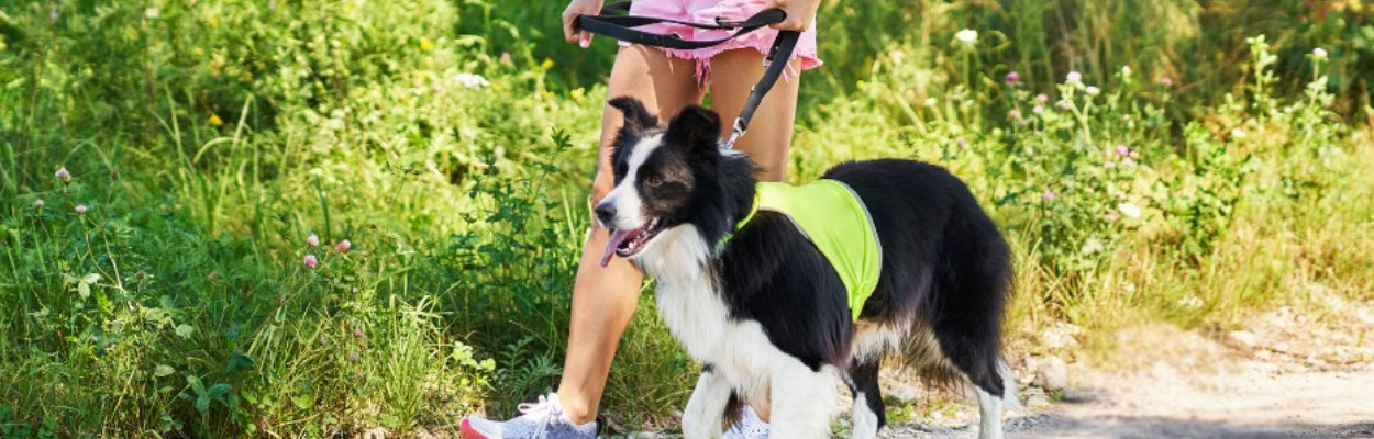 Person walking a black and white Border Collie wearing a neon green vest on a leash along a nature trail.