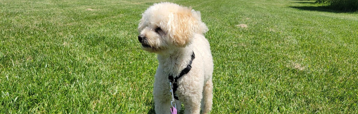 Small curly-haired cream-colored dog wearing a black harness and purple leash, standing on a lush green lawn.