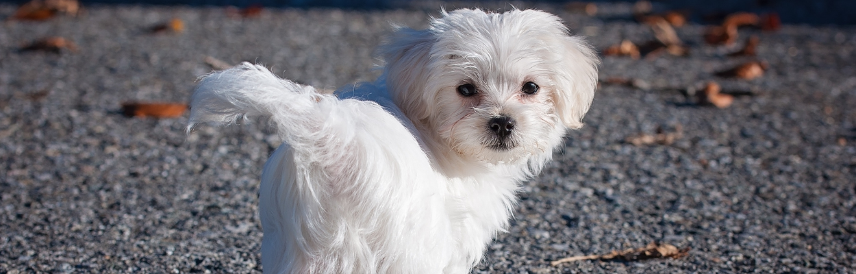 Small white fluffy puppy standing on a gravel path, looking back with a curious expression.