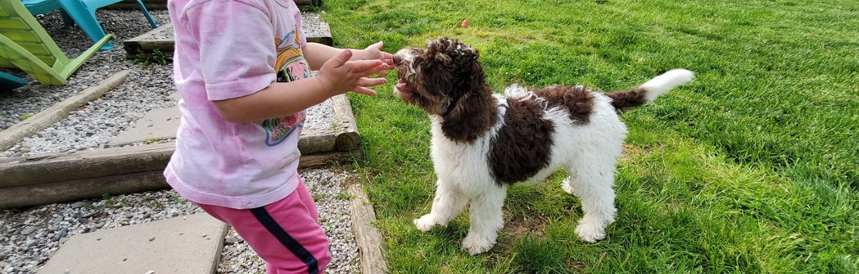 A child interacting with a fluffy brown and white puppy outdoors during a training session.