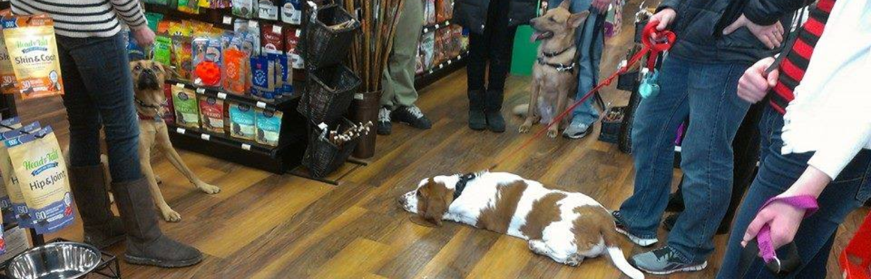 Group dog training session inside a pet store, with multiple dogs and their owners practicing obedience