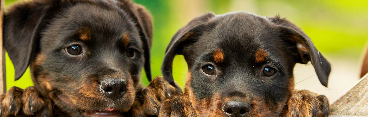 Two Rottweiler puppies peeking over a wooden surface with curious expressions.