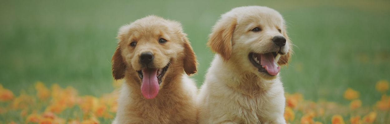 Puppy socialization: Two golden retriever puppies sitting in a field with orange flowers, panting and looking happy.