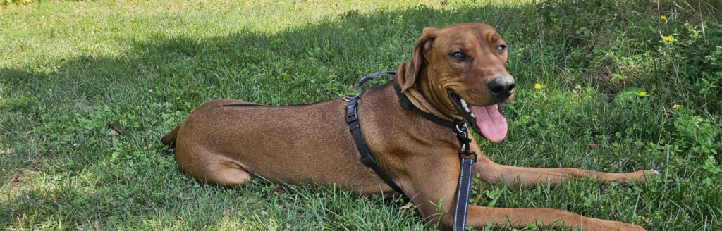 A large, short-haired brown dog wearing a black harness lies on green grass outdoors, panting slightly with a relaxed and happy expression.
