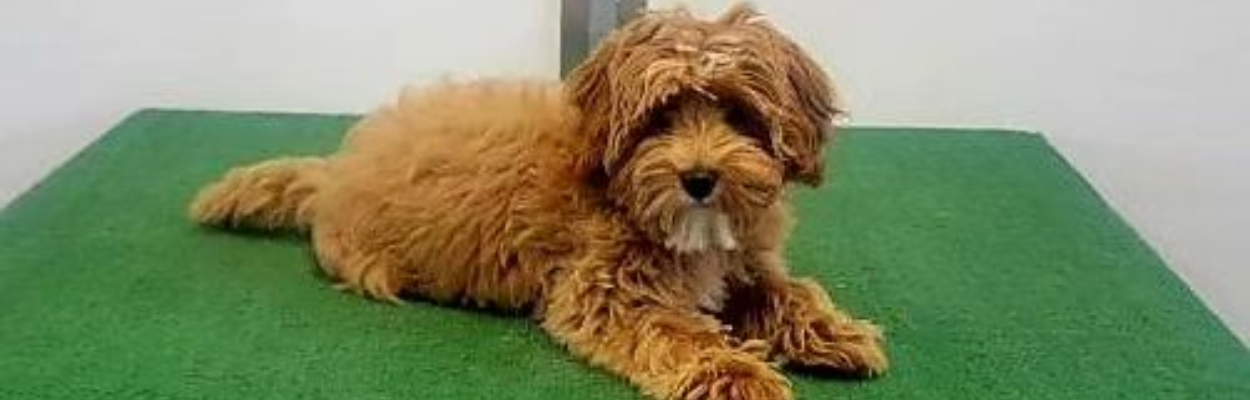 A small, fluffy brown dog with curly fur lies on a green mat indoors, looking directly at the camera with a calm expression.