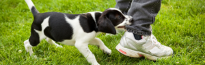 A playful black-and-white puppy bites the pant leg of a person wearing jeans and white sneakers while standing on green grass.