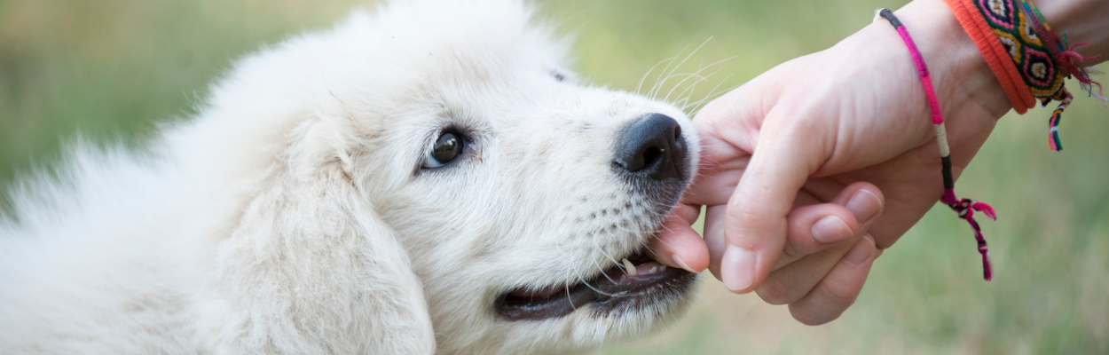 A playful black-and-white puppy bites the pant leg of a person wearing jeans and white sneakers while standing on green grass.