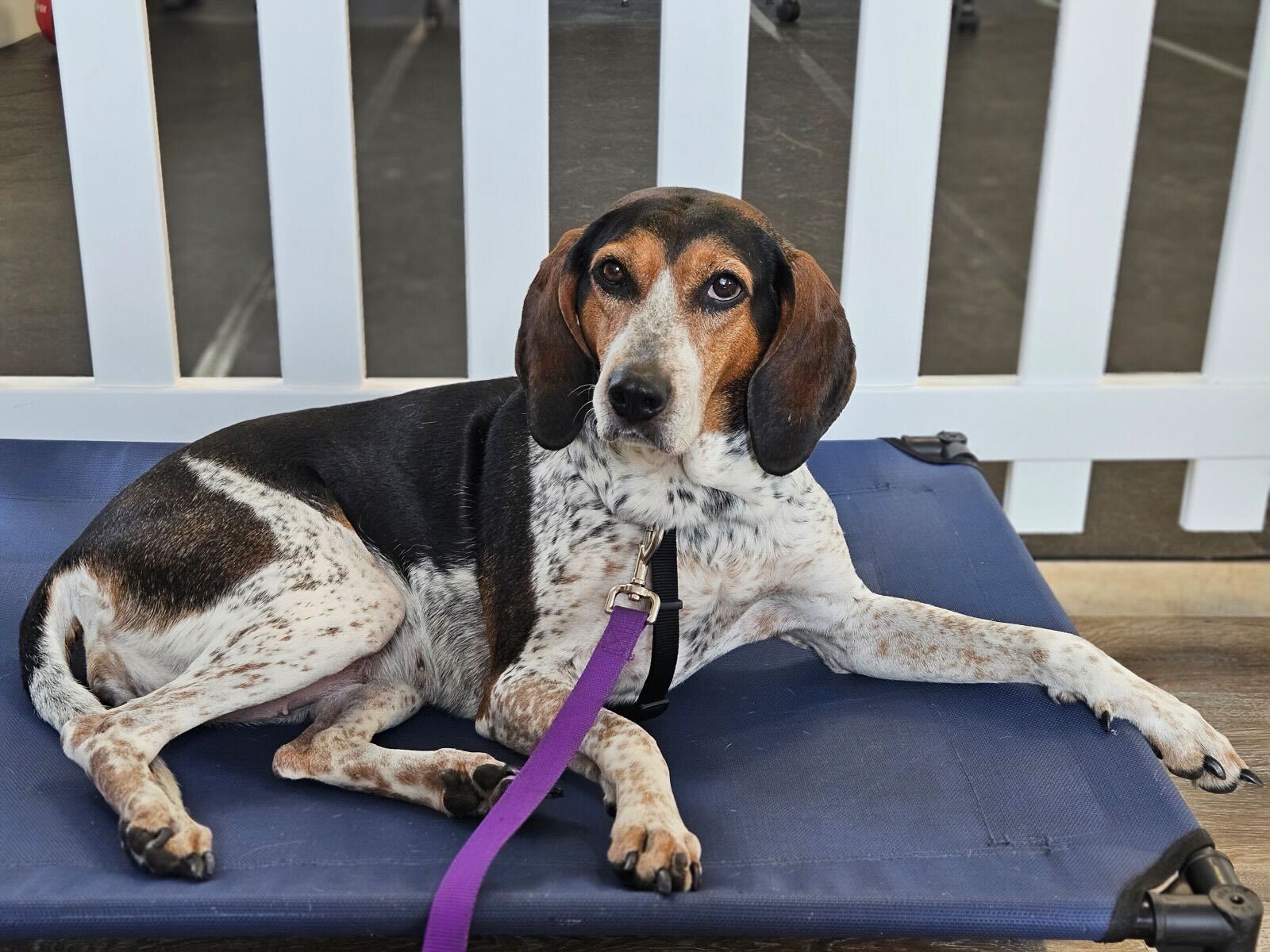 hound pointer mix dog laying on dog bed at best paw forward dog training