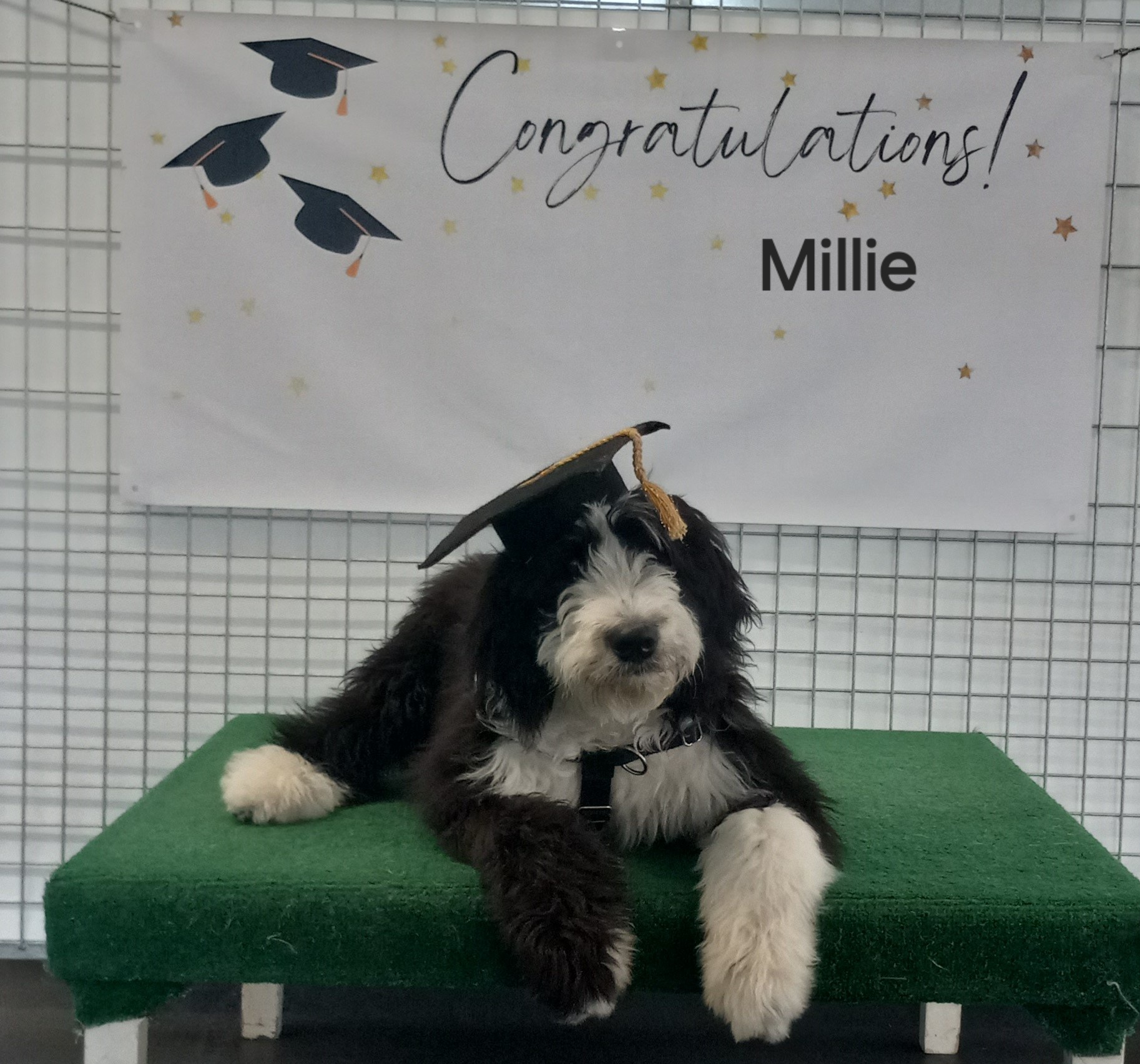 sheepadoodle puppy in graduation cap at best paw forward