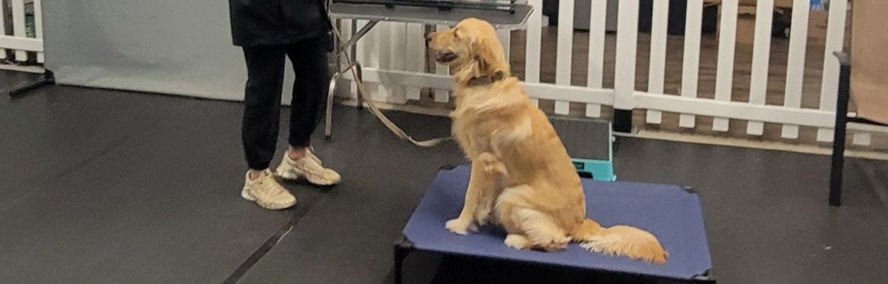 Golden Retriever sitting attentively on a training platform during a leash training session indoors.