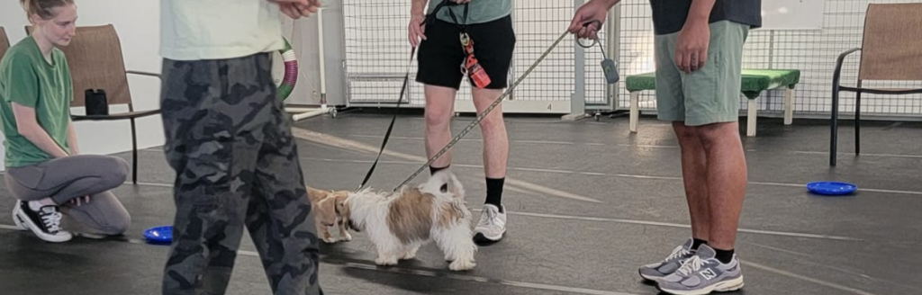 A small fluffy dog on a leash participating in an indoor training session, surrounded by trainers and observers.