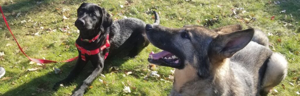 A black Labrador in a red harness and a German Shepherd lying on grass, enjoying an outdoor training session.