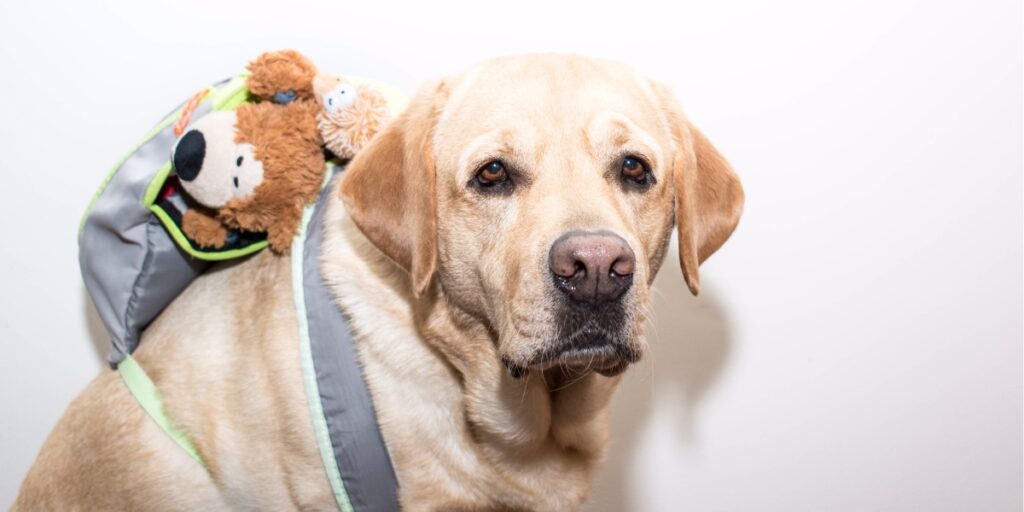 Yellow Labrador Retriever wearing a backpack filled with plush toys, sitting against a white background.
