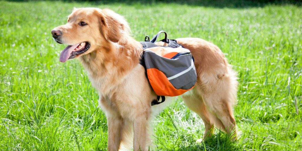 Golden Retriever wearing an orange and gray dog backpack standing in a grassy field.