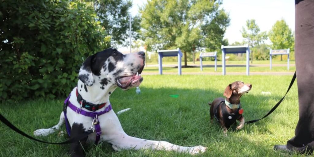 A large, black and white Great Dane dog and a small, brown Dachshund sit on a lush green lawn in a park-like setting.