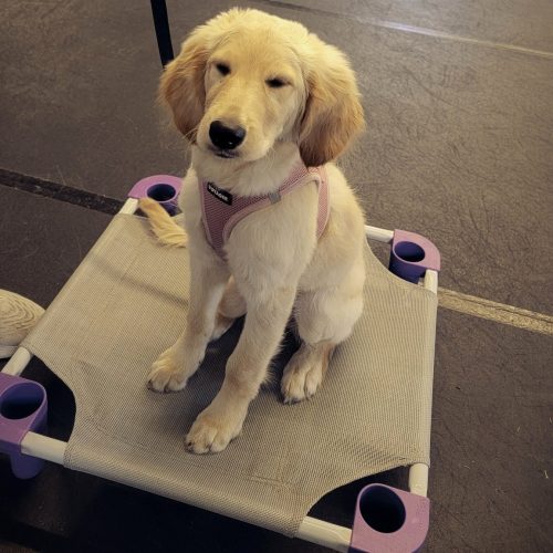 puppy training school